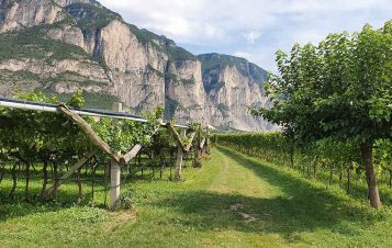 Mezzacorona – From the top of the Mountains to your Glass